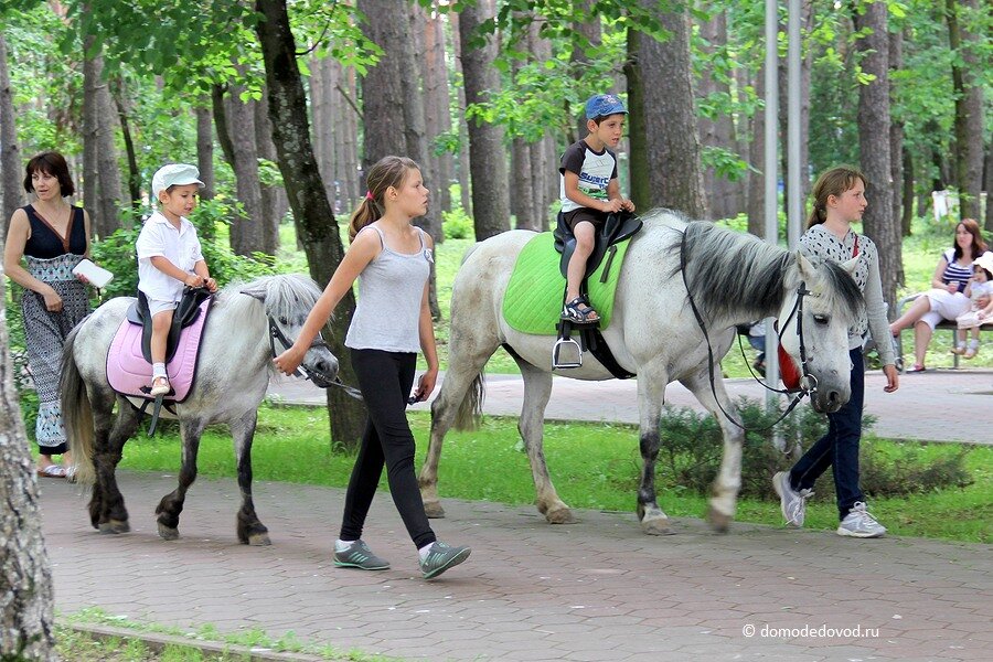 Лошадка в парке