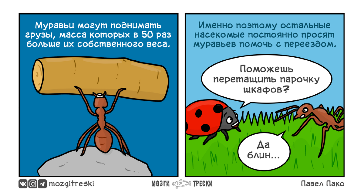 Проблемы секрет улитки и другие истори  7 комиксов про насекомых от проекта Мозги трески, муравьев.