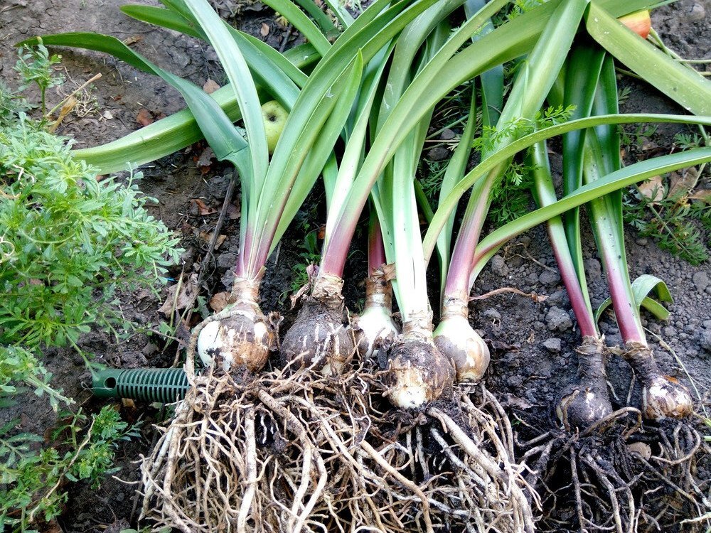 корни гиппеаструма. фото из открытых источников.