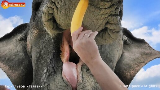 Рецепт счастья слона - любовь и бананы творят чудеса! Тайган.