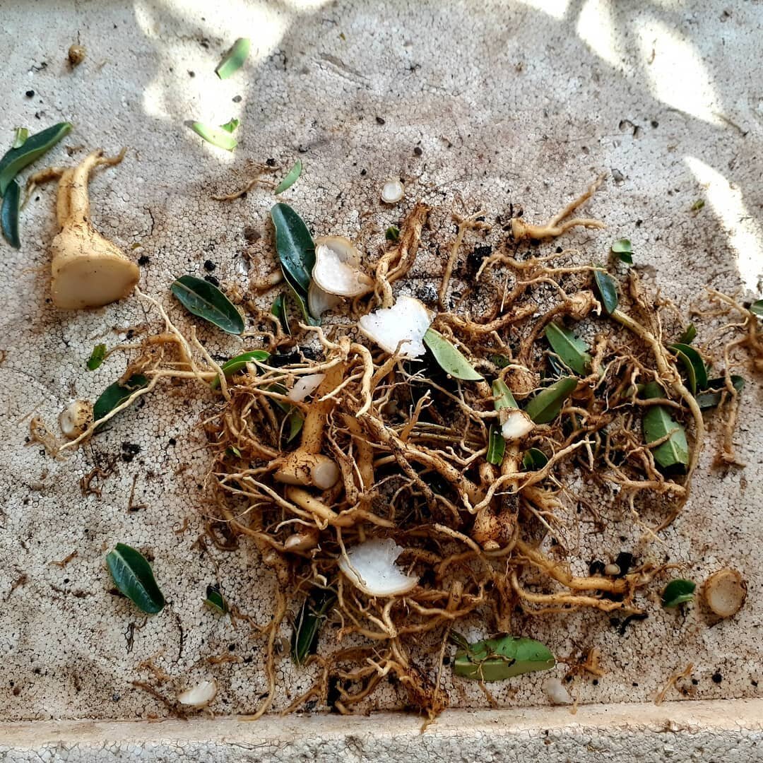 Всё лишнее@pratigangardening