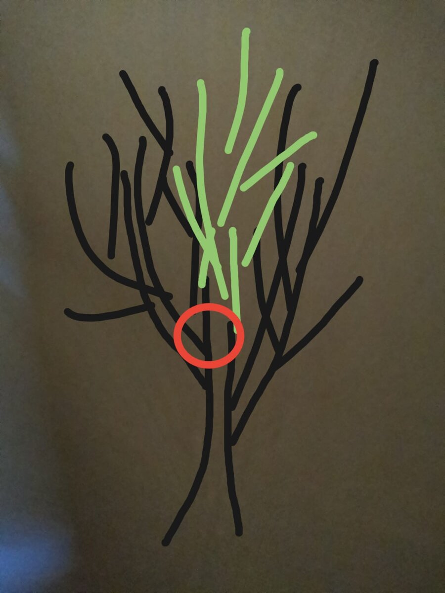 Какой я художник, да? Красным кружком обозначена крупная ветка. Зеленое - это то, что нужно спилить. 