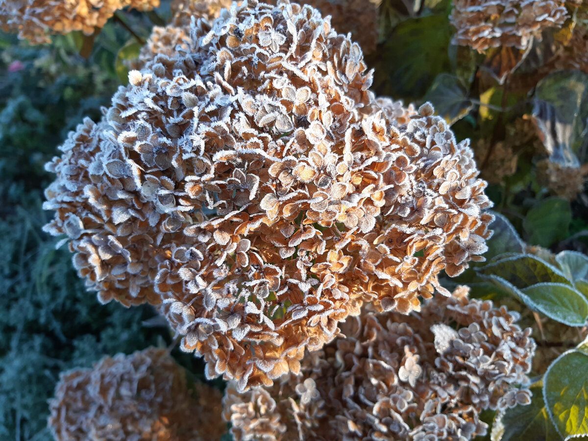 Фото 1. Древовидная гортензия нашего САДА в октябре (первые заморозки)