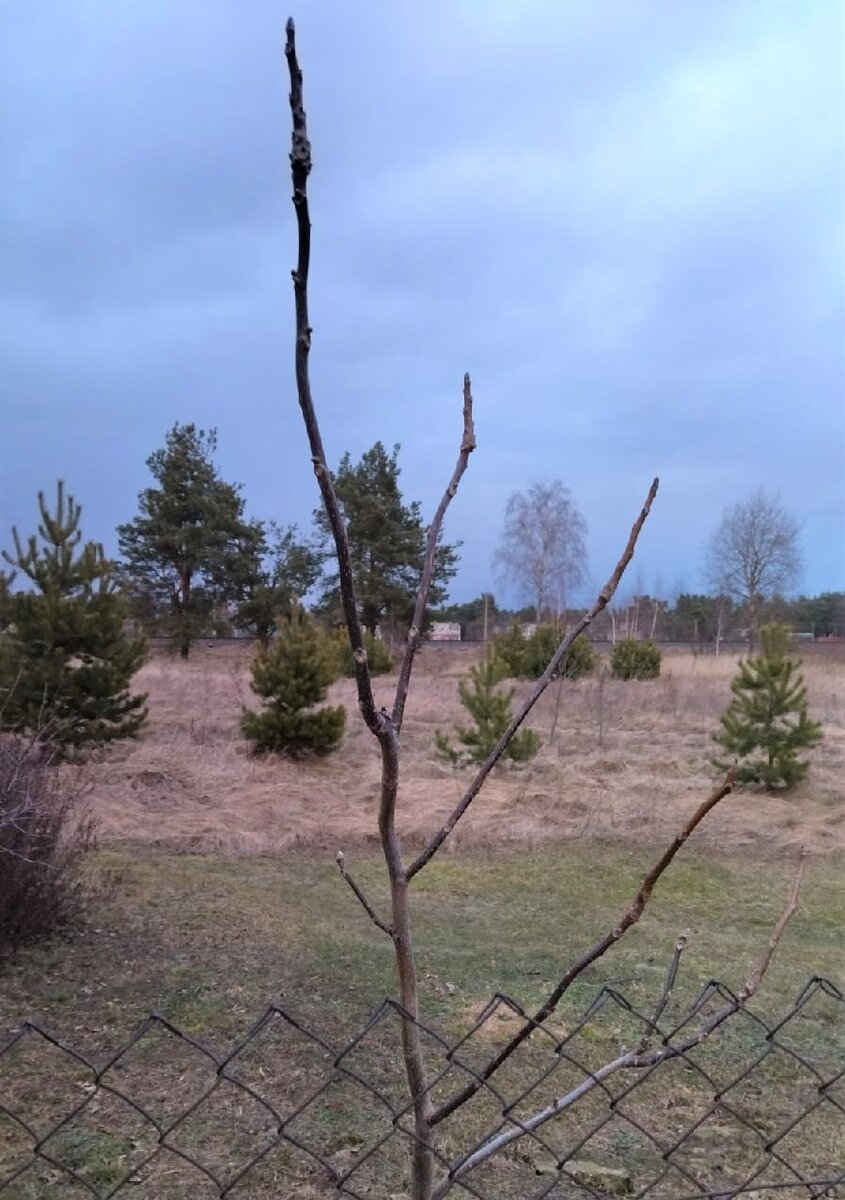 Орех. Фото автора