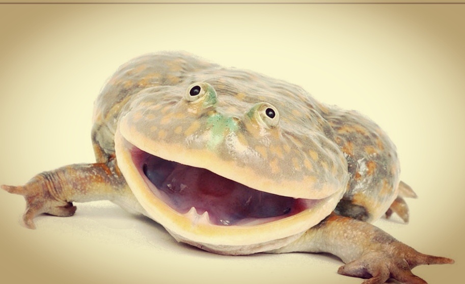 Хоть и улыбка вызывает у нас с вами улыбку, но для ее жертв, это улыбка будет последней. 