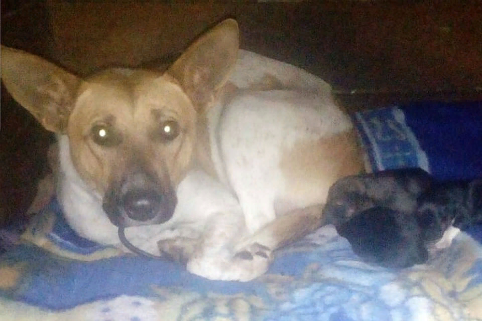 Иллюстрация из открытого доступа