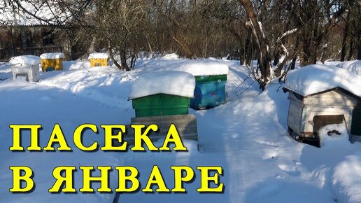 Пасека в январе. Контроль за зимовкой пчёл. Зимовка пчёл на воле