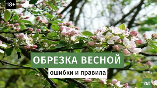 ОБРЕЗКА ПЛОДОВЫХ ДЕРЕВЬЕВ ВЕСНОЙ. ОШИБКИ И ПРАВИЛА. обрезка яблони весной