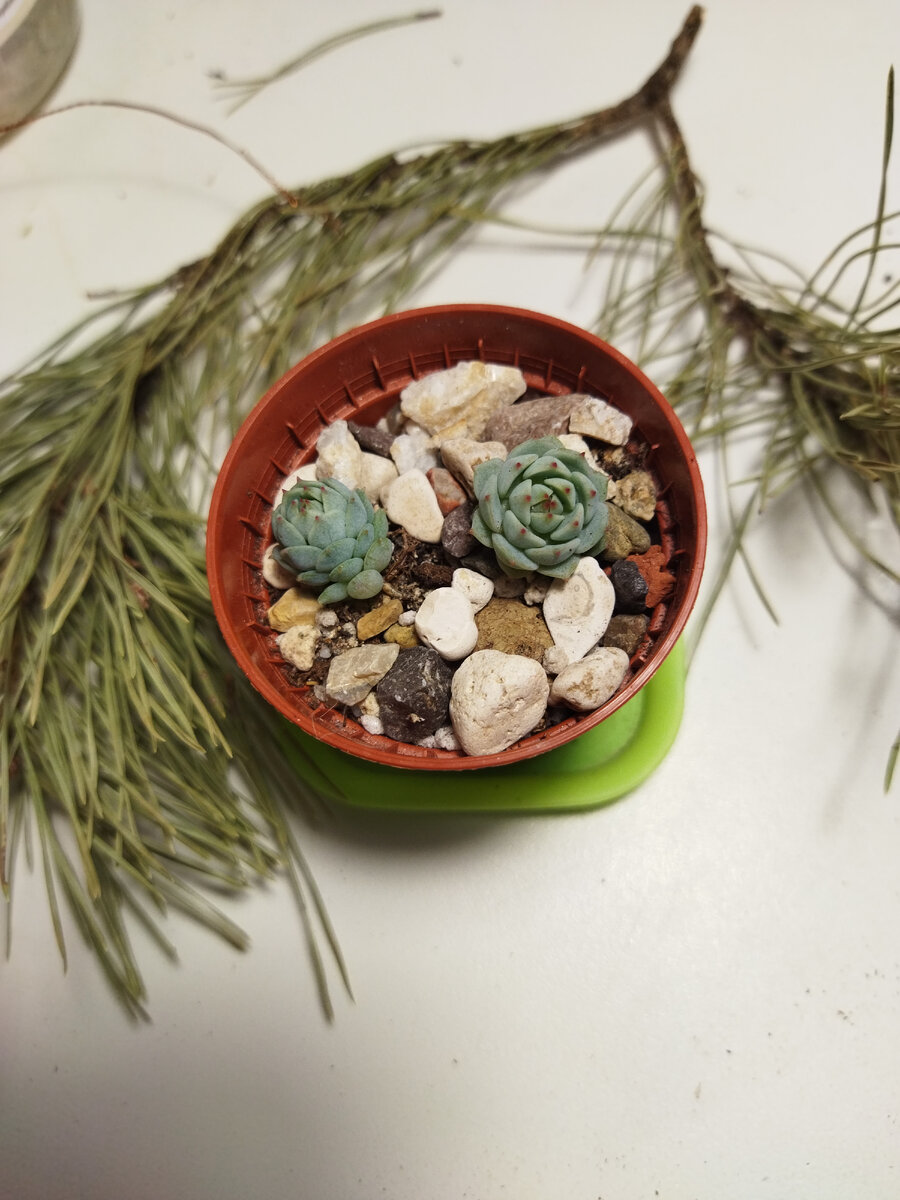 Сеянцы эхеверии Деренберга 