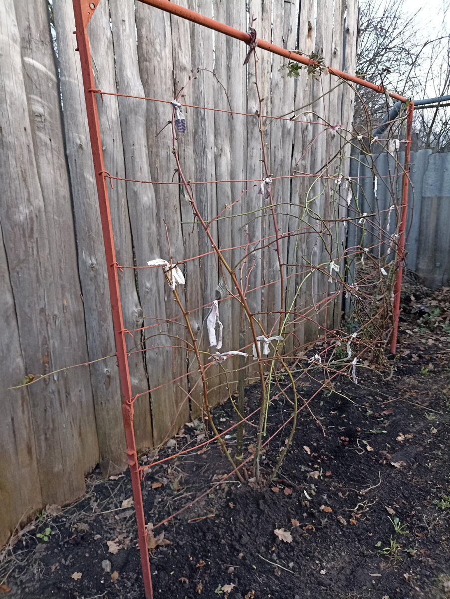 Конструкция для ежевики. 