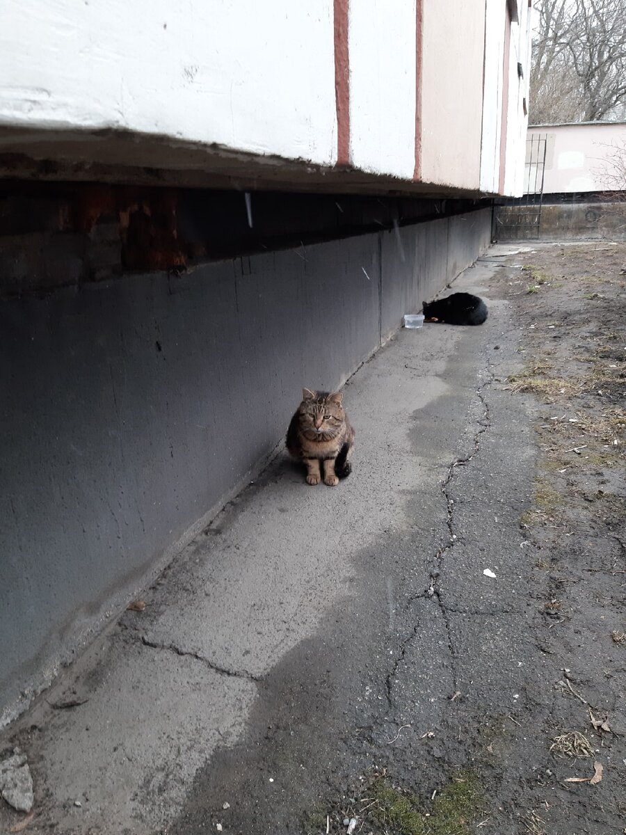 Фото авторов. Мама и папа котят