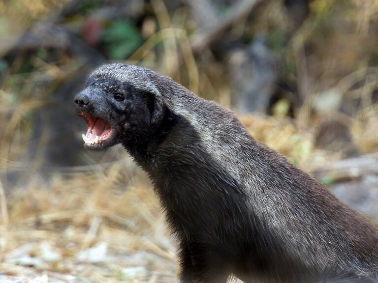 Грозный медоед. Яндекс.Картинки