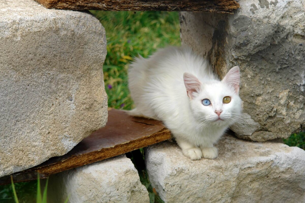 Кошки в Ване отличаются разным цветом глаз