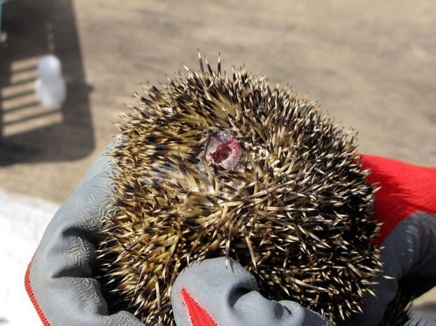 След от укуса собаки  

