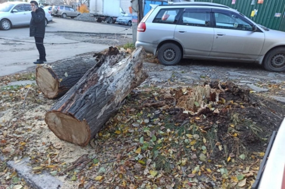    Последствия мощного урагана устранили в Барнауле