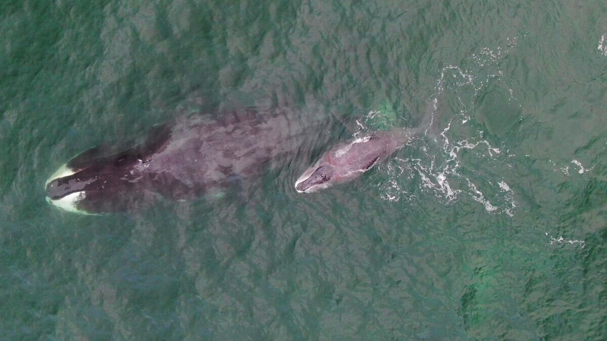    В бухте Врангеля заметили новых китов© Фото : WWF России