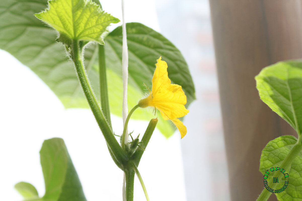 Вот так выглядит пустоцвет у огурцов