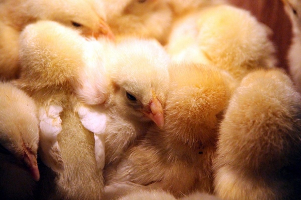    В результате вспышки псевдочумы в Башкирии на ферме погибли 7000 цыплят