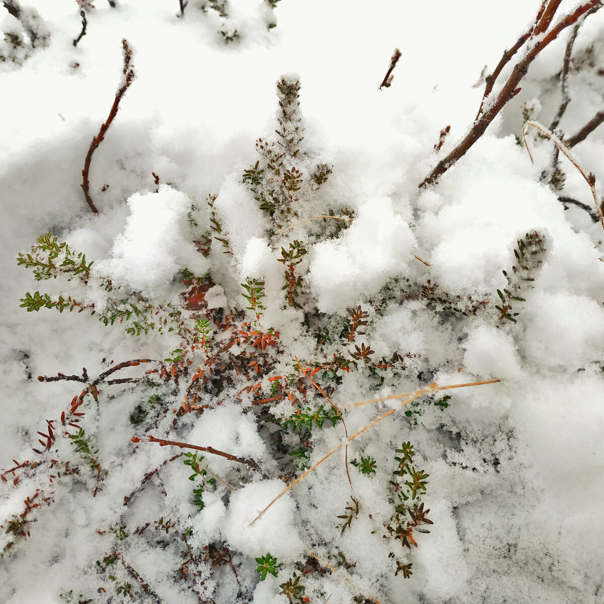 Растительный ковер в тундре