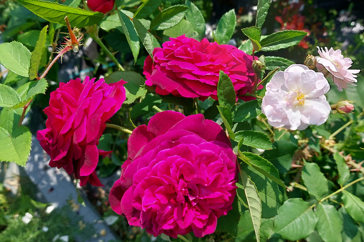 Манстед Вуд. "Остинка".