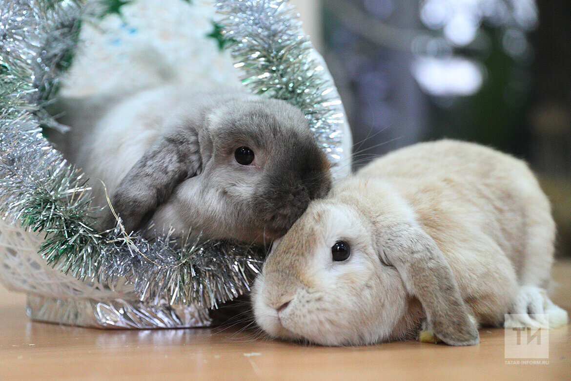 Фото: © Михаил Захаров / «Татар-информ»