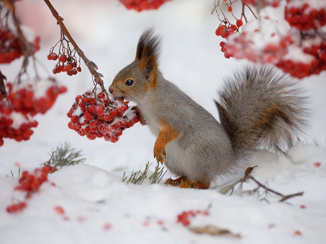 Красивые фотографии животных в зимнее время года.