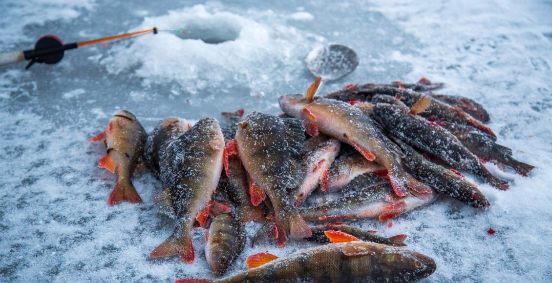    Фото из открытых источников