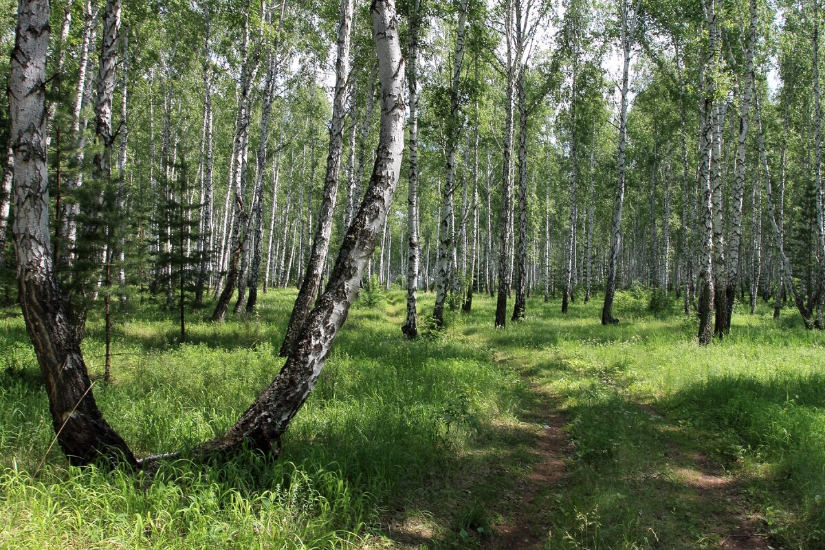 Березовый лес, отделяющий Ташангир от пашен и окрестных деревень