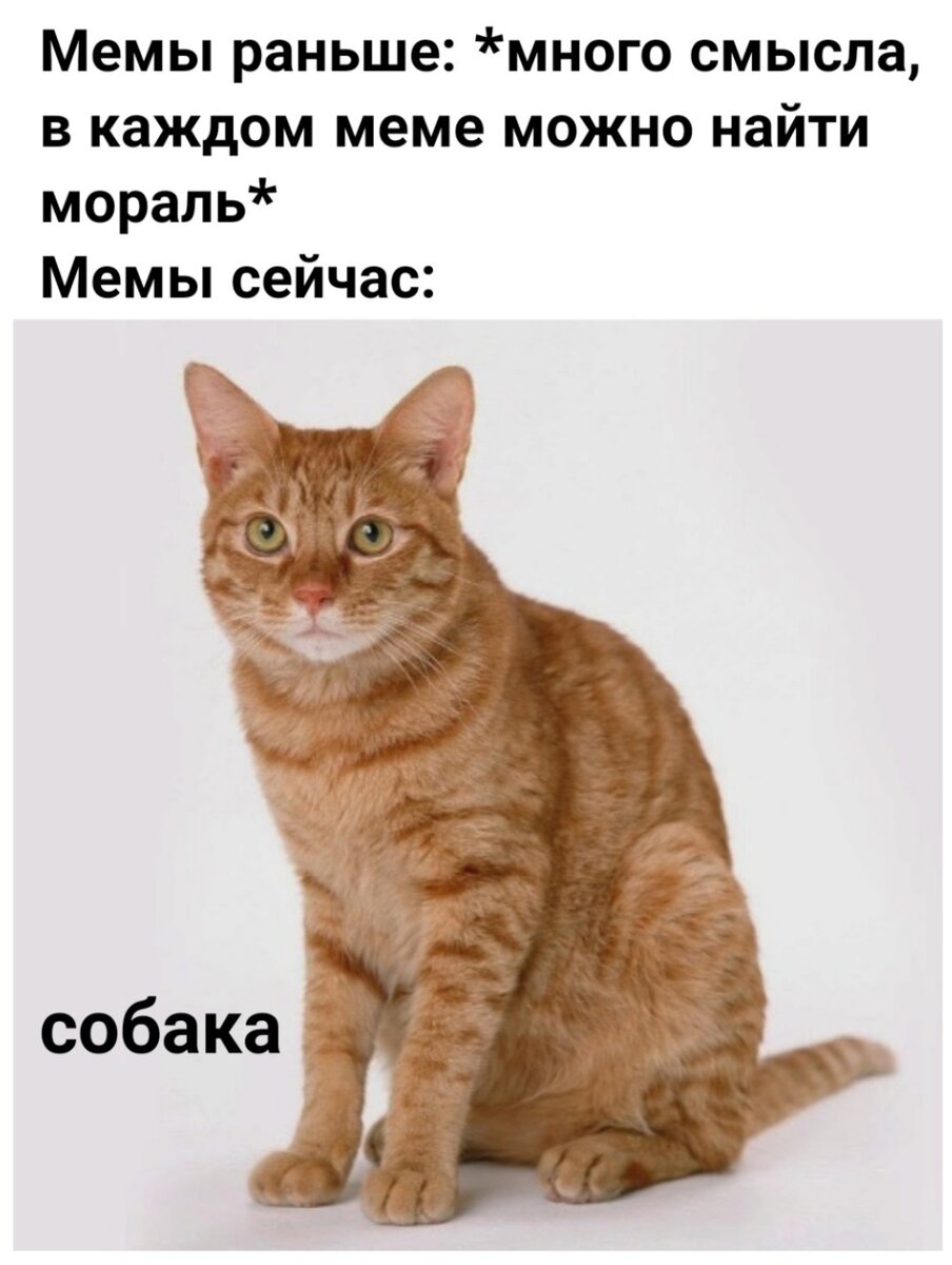Мем где кот собака Открытки для вотсап групп. Приколы. Мария Толкова Дзен