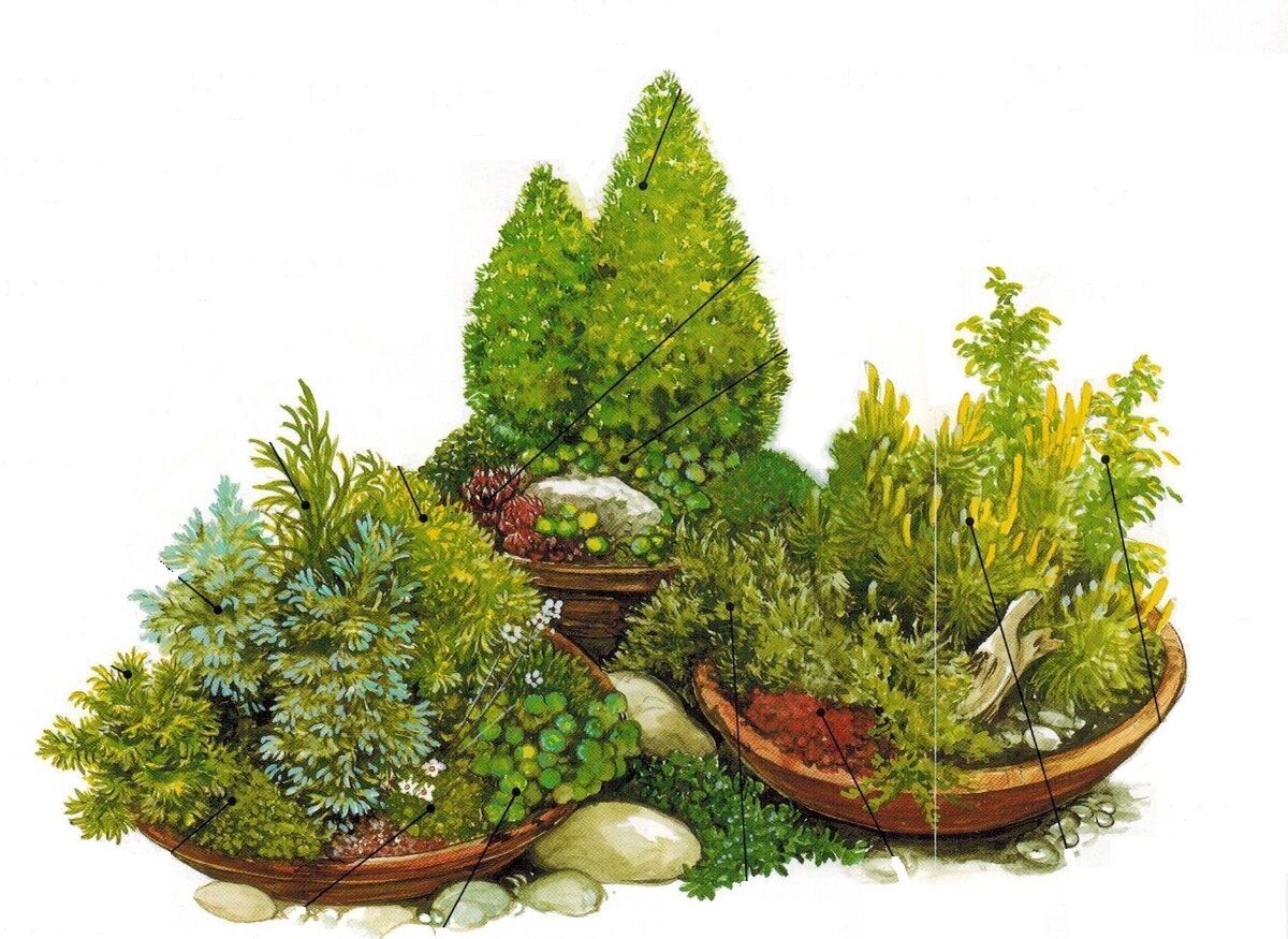 Маленькие хвойники