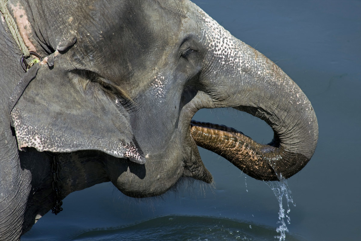 Слон пьющий воду. Хобот слона. Хобот и бивни слона. Хобот азиатского слона. Слон пьет воду хоботом.