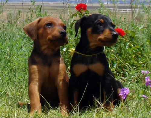 Фото из свободных источников 