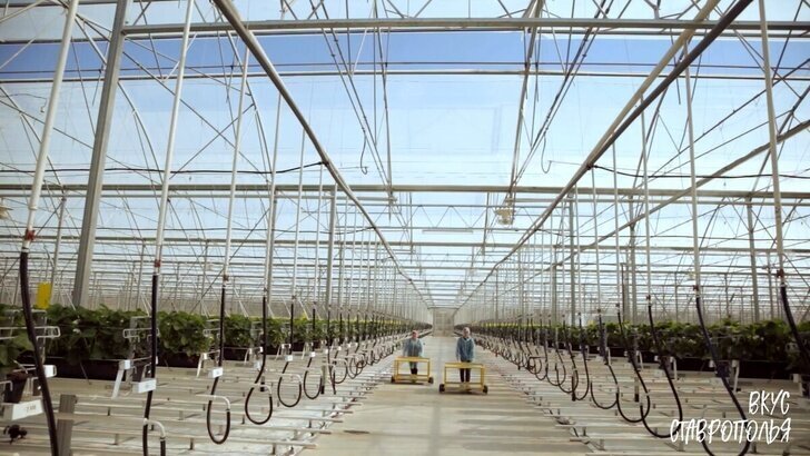 © avatars.mds.yandex.net
