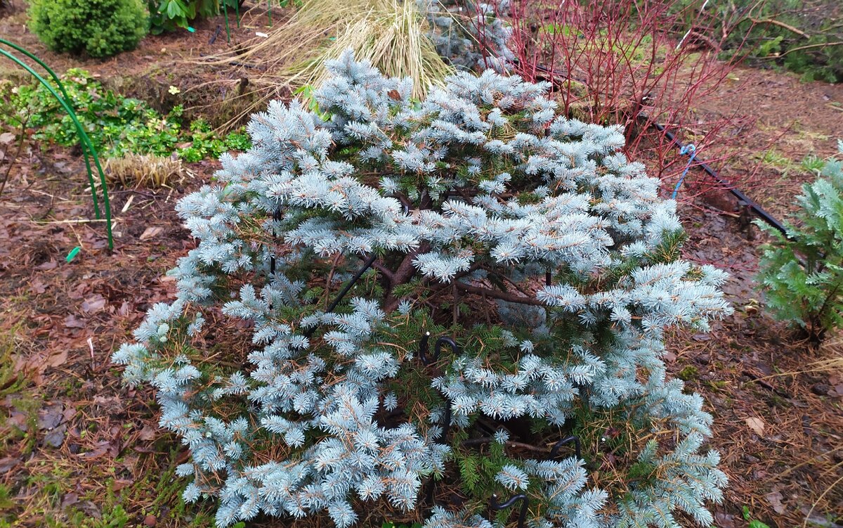 Ель колючая "Glauca Globosa" в моем саду в январе