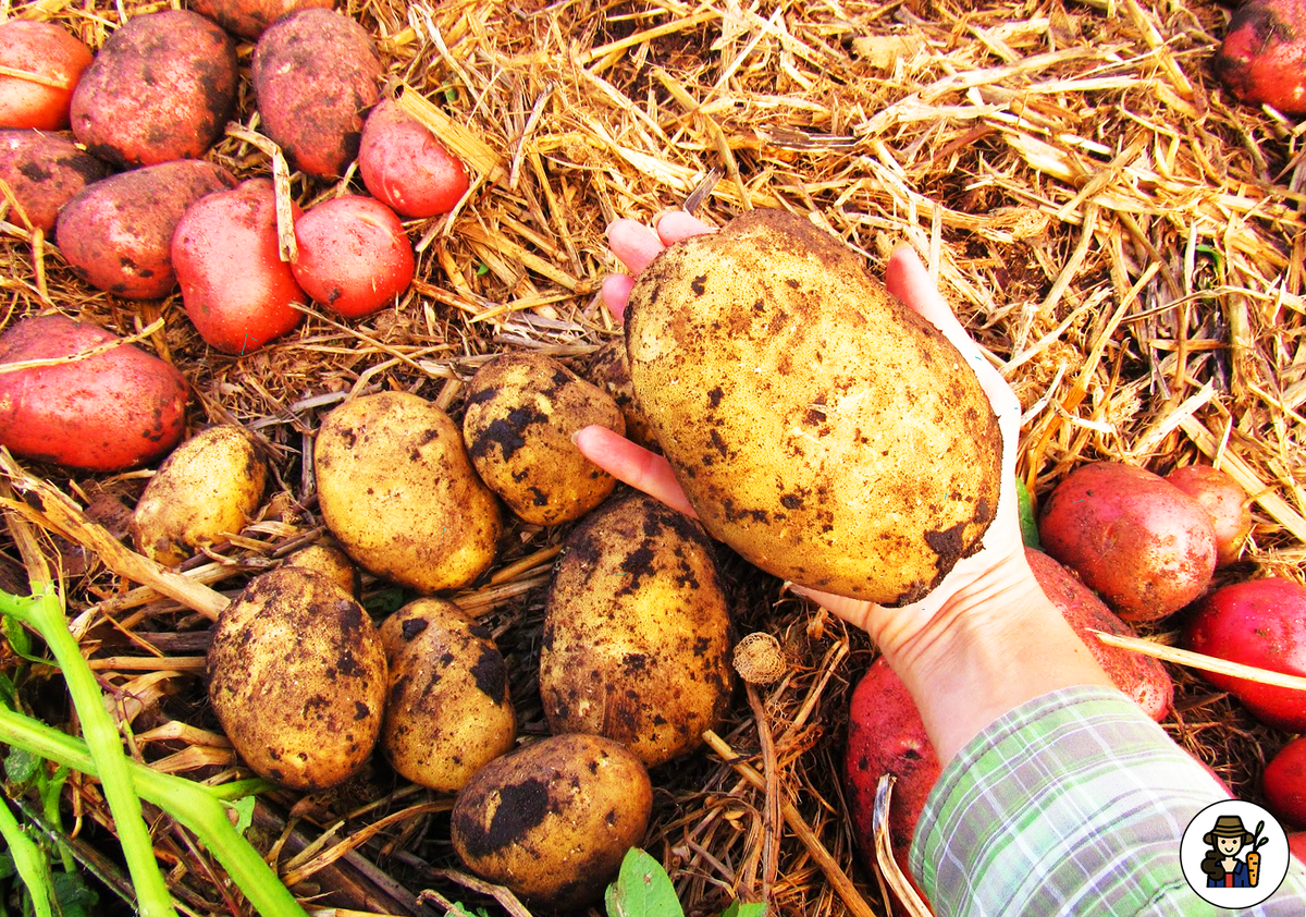 Урожай картошки 
