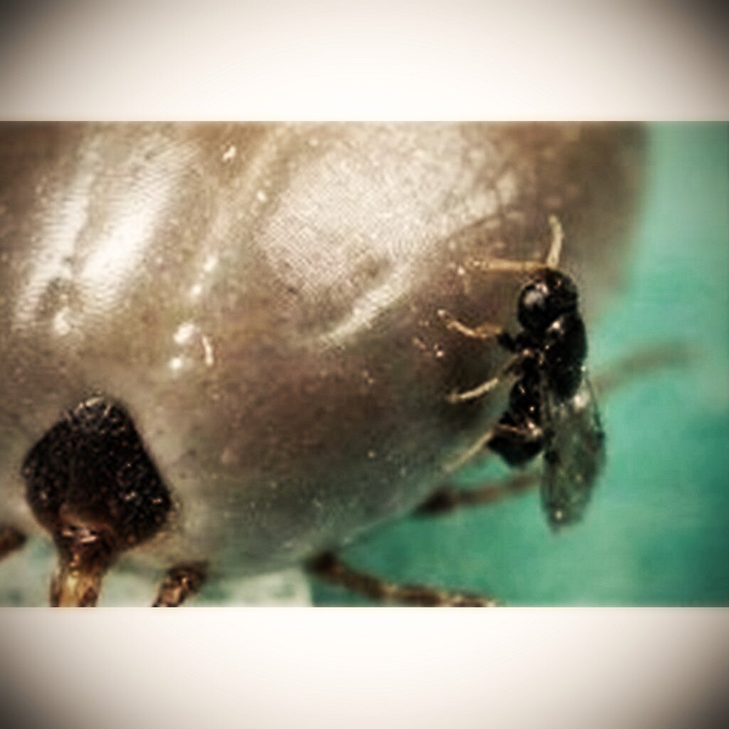 Клещевой наездник откладывает яйца в клеще. (Фото из открытых источников)