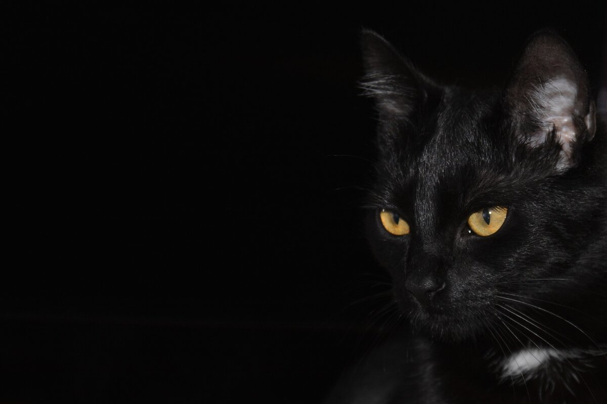 Подпишись, если хочешь ещё таких историй, не забывай про лайки!