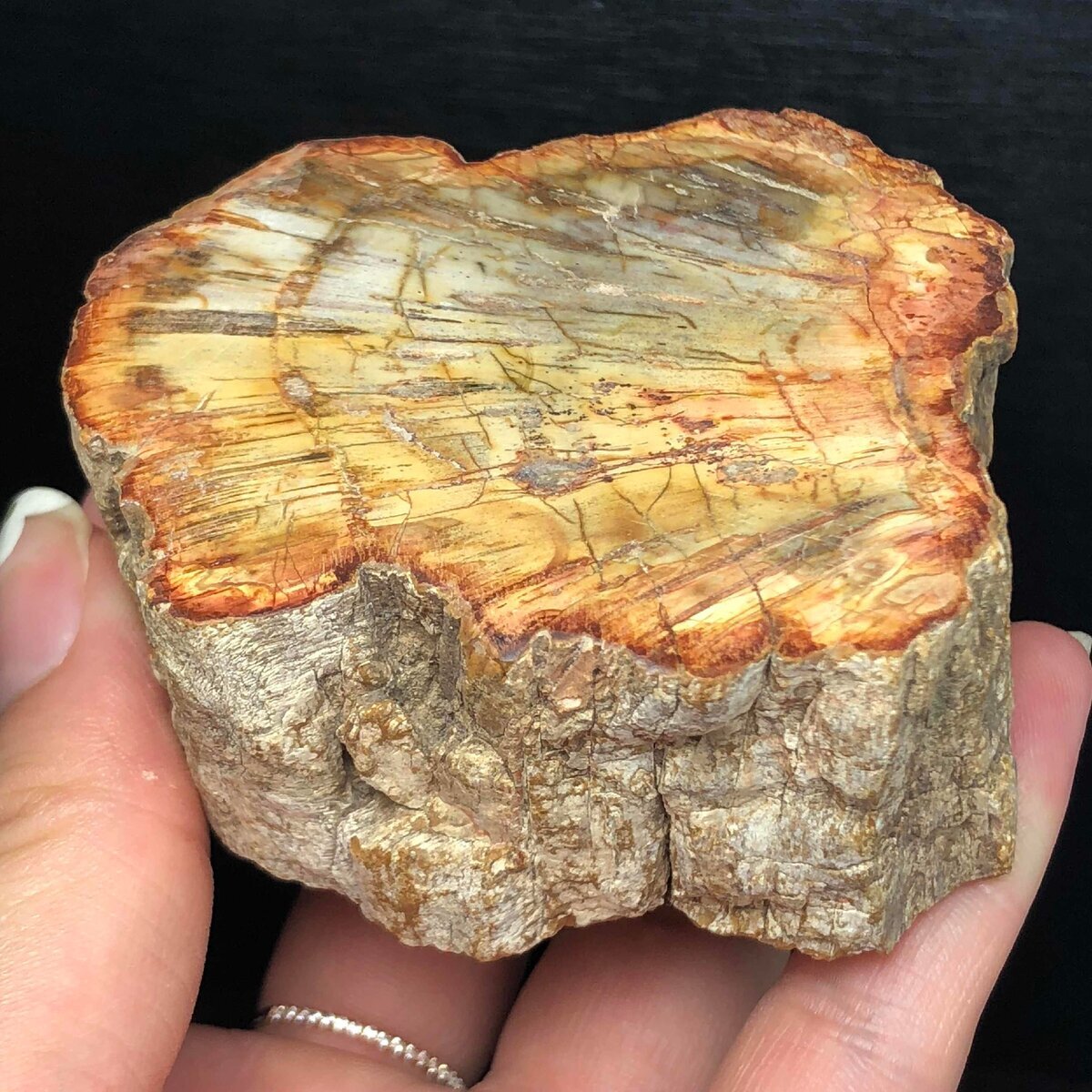 Окаменелое дерево