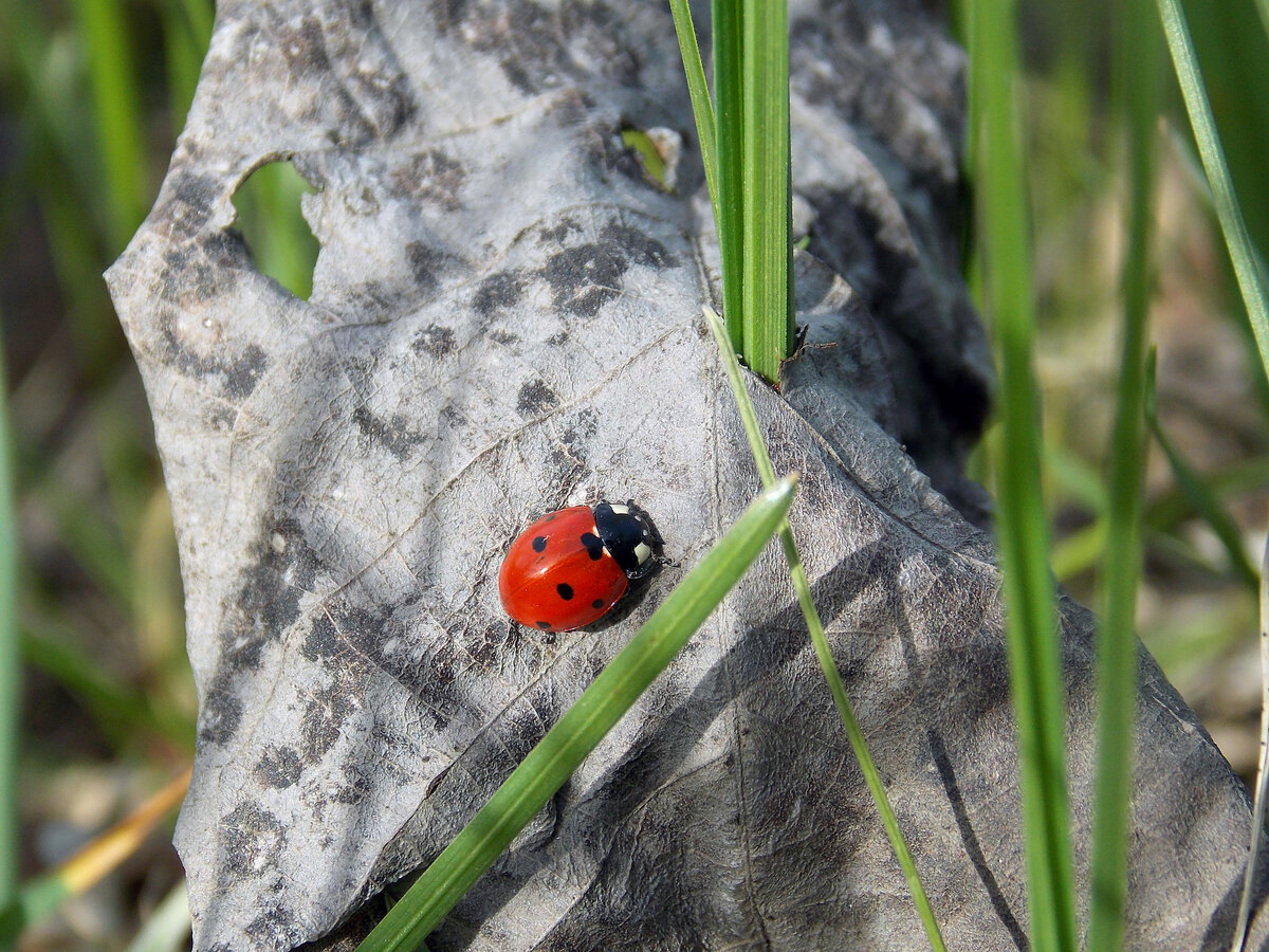 Первые шаги=) Nikon COOLPIX L810