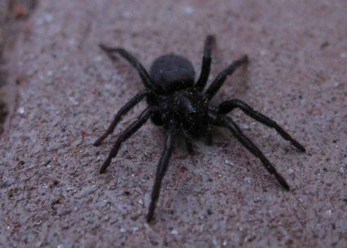 Опасен ли укус домашнего паука