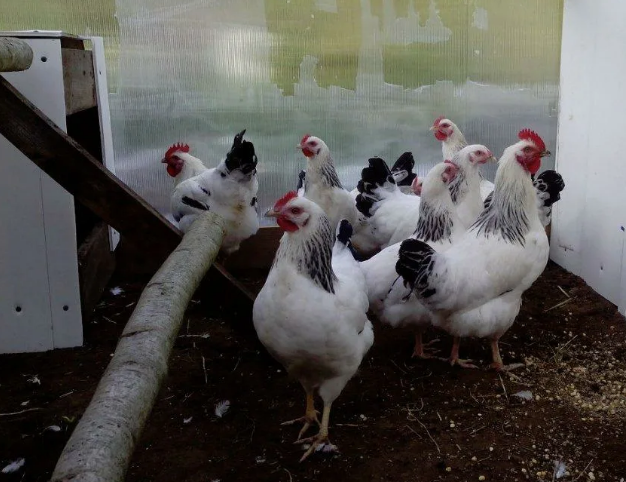 Фотография взята из источника  fermerss.ru