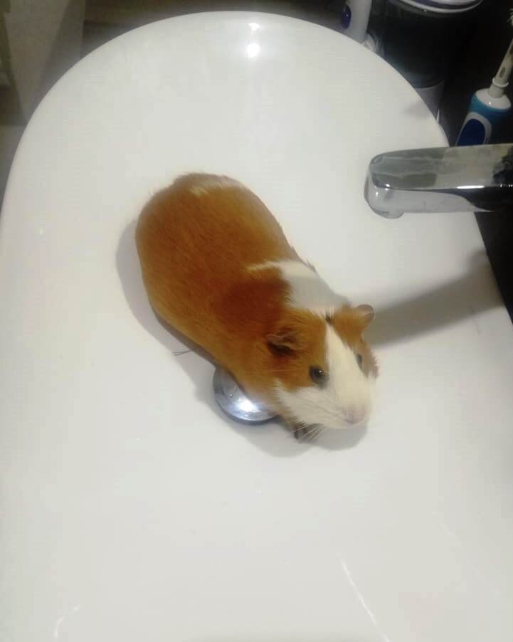 «Вновь присвоено звание Василиса ПРЕКРАСНАЯ!»