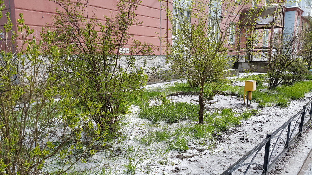 Мокрым снегом засыпало газон