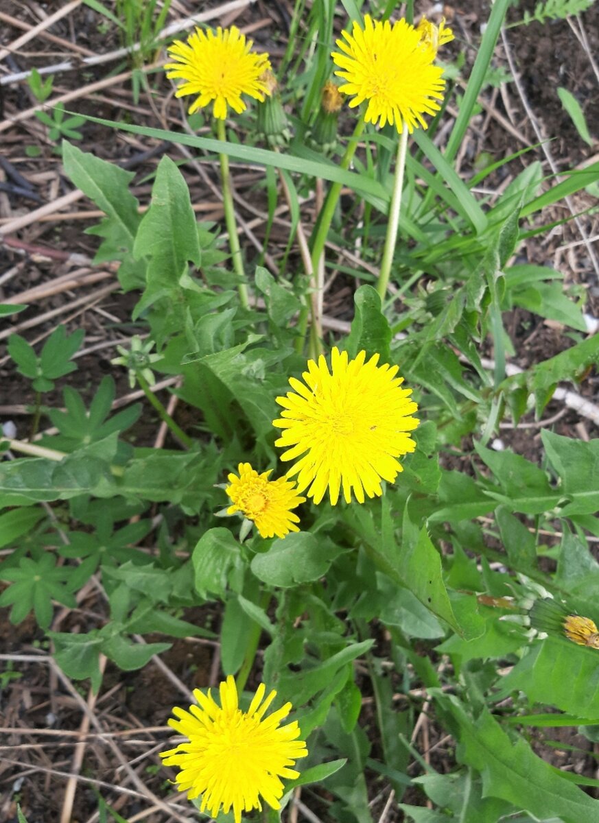 Собираем только головки цветов, которые раскрыты. Это очень важно ! 