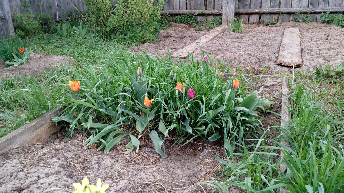 Оранжевые сорт Принцесса Ирэн, сиреневые забыла кто.