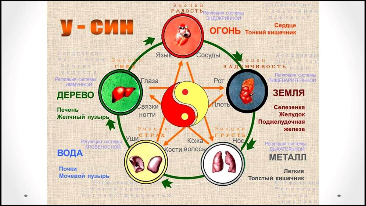 Система у-син