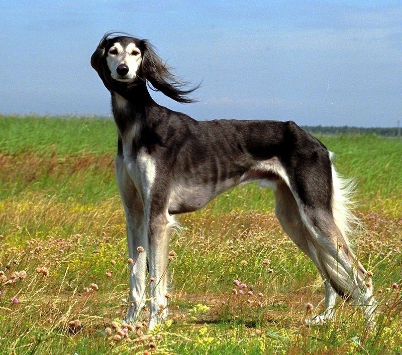  Салуки 