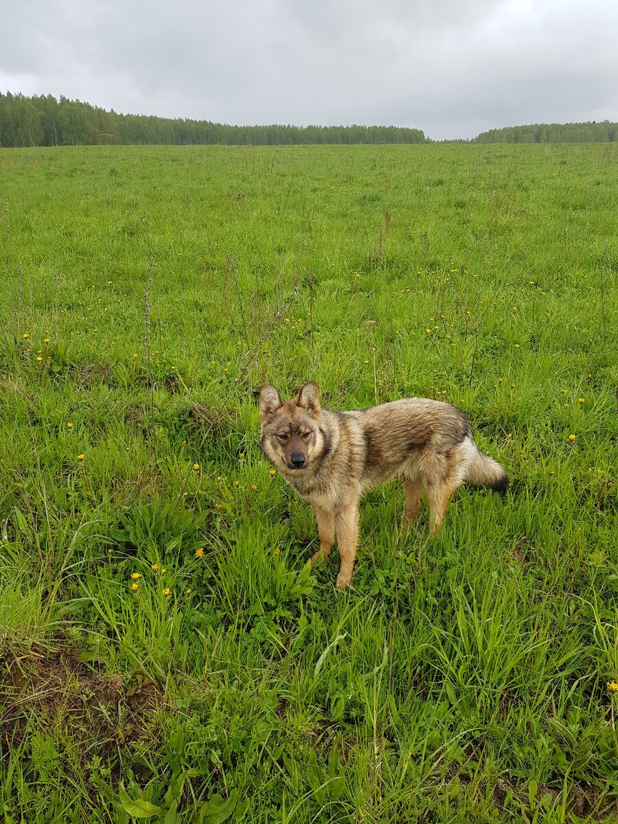 наш красавчик Робик))) фото из личного архива 