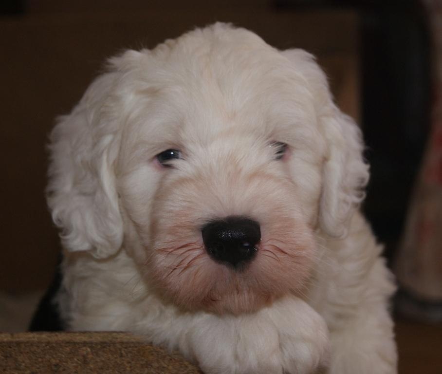 Щенок бобтейла Бублик, давным давно взрослый )