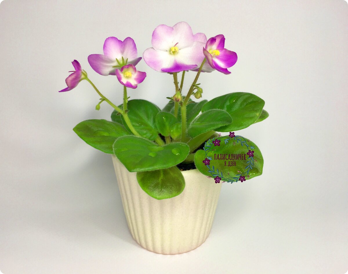 Она ведь совершенно не выглядит обречённой...